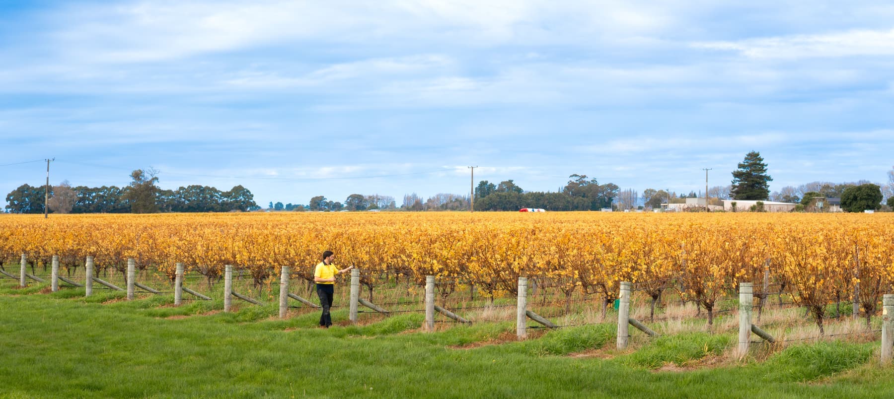 Golden autumn vineyard rows stretching to the Marlborough hills