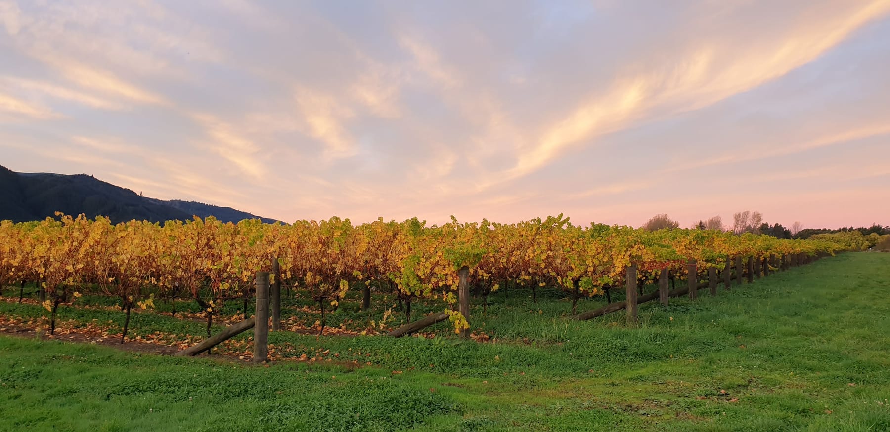 Sunset over golden vineyard rows in Marlborough